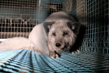 Fox in a cage at a fur farm